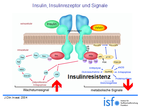 insulinrezeptor