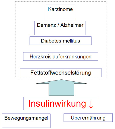 Insulinwirklung